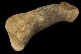 Pachycephalosaur Matatarsal (Foot) Bone - Montana #121976-1